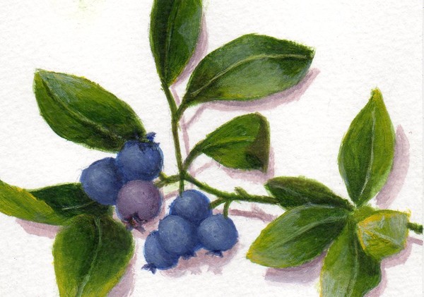 Summer Sprig