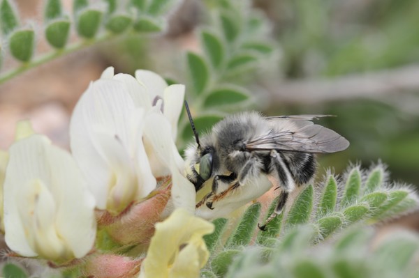 Bee