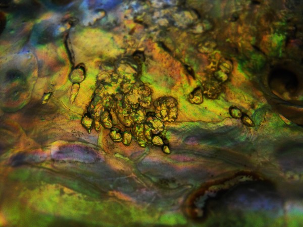 Shell 2