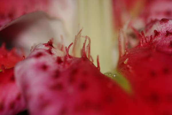 Macro1