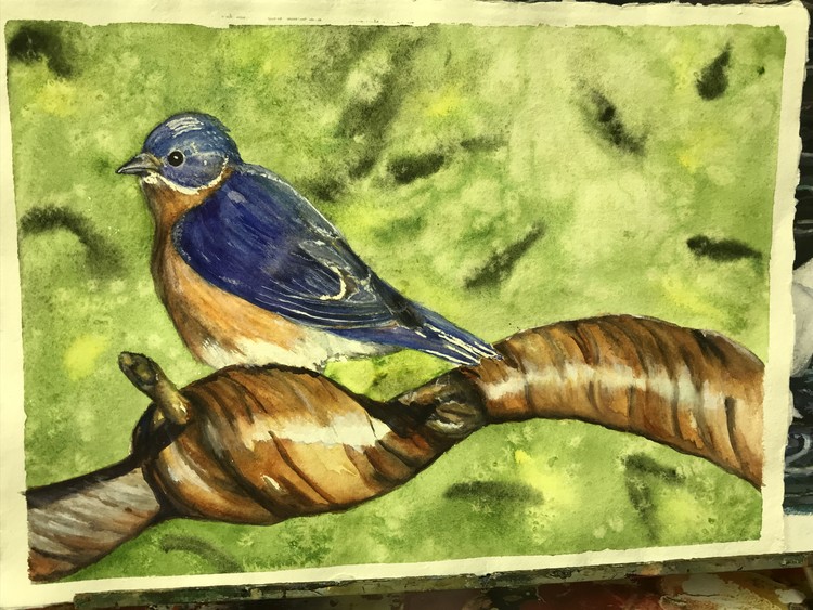Bluebird in springtime
