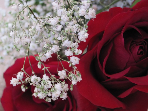 A baby's breath