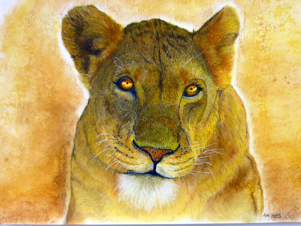 Lioness