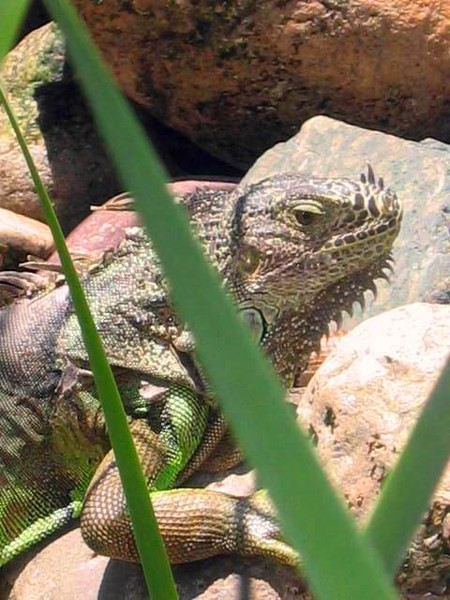 Iguana 2