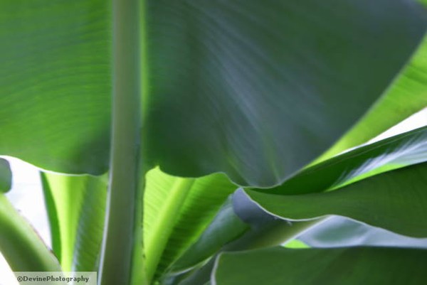 Palm