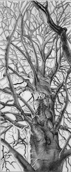 Sycamore
