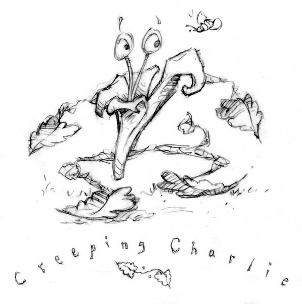 Creeping Charlie