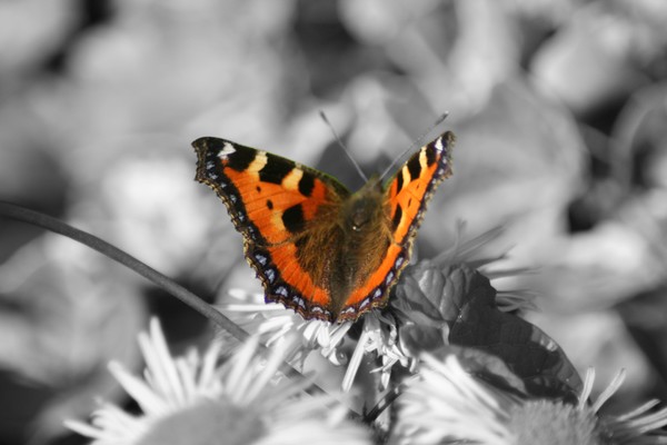 Butterfly