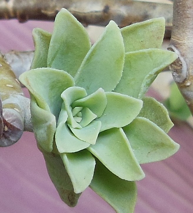 TENDER GREEN