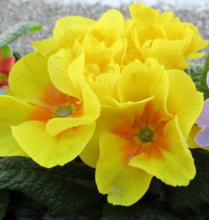 YELLOW PRIMULA