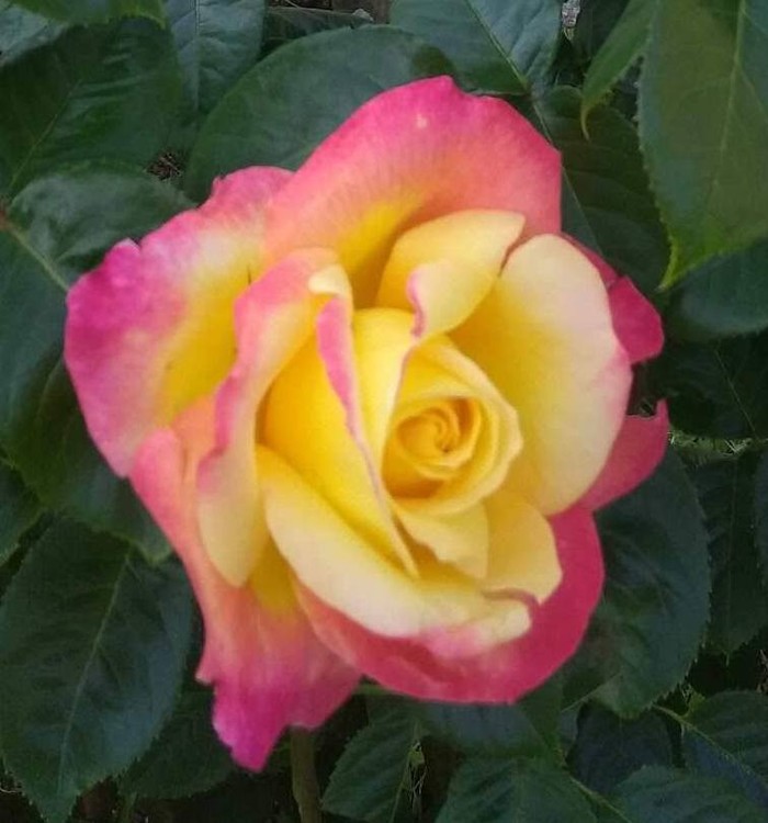 ROSE FESTIVAL 2108 N° 10