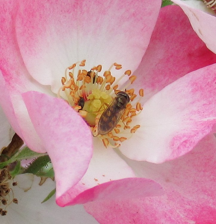 IN THE HEART OF THE ROSE