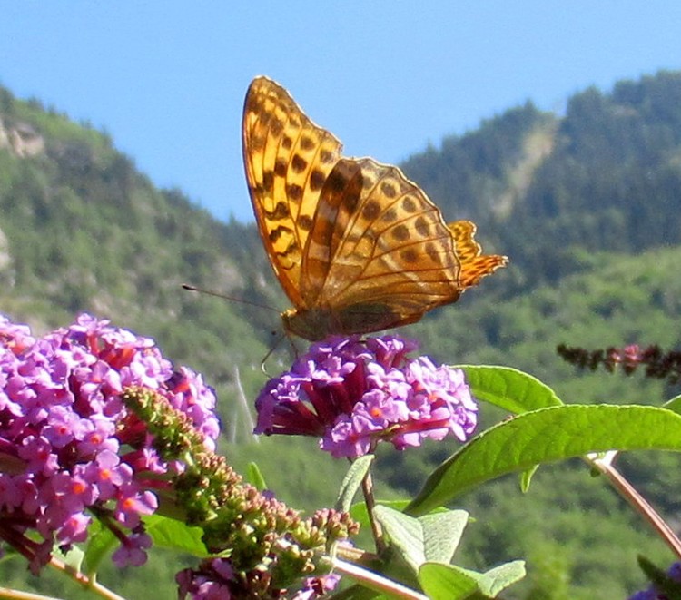 MOUNTAIN DELIGHT