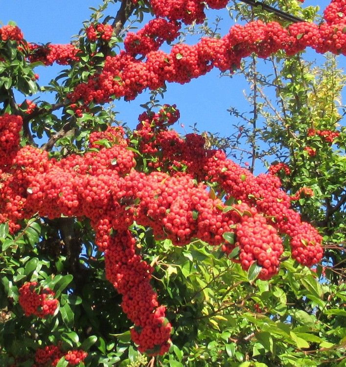 A TOUCH OF RED