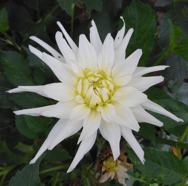WHITE DAHLIA