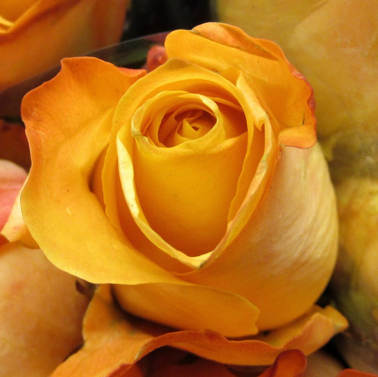 GOLDEN ROSE