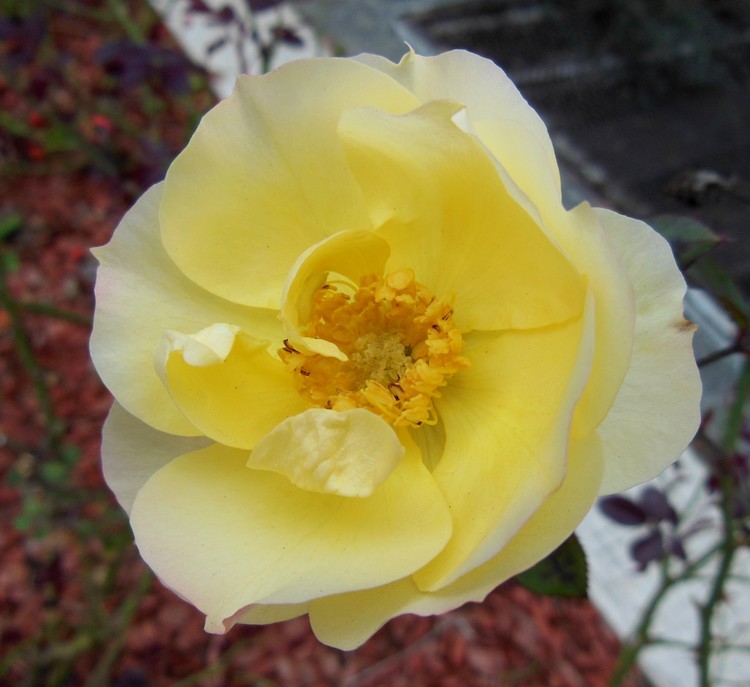 PALE YELLOW ROSE