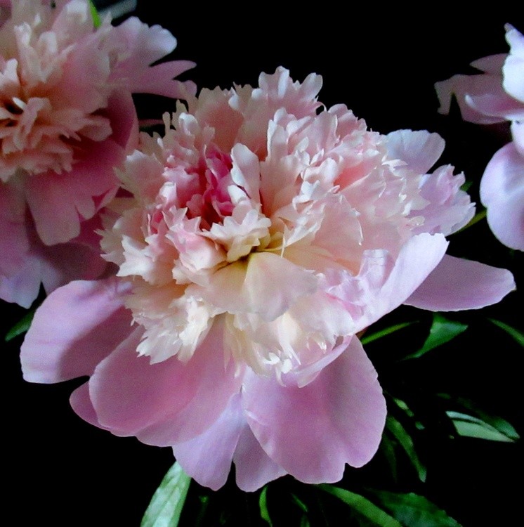 PEONY