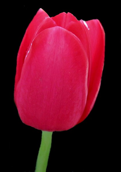 Red Tulip