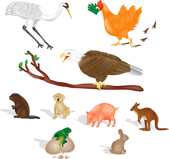 Animals
