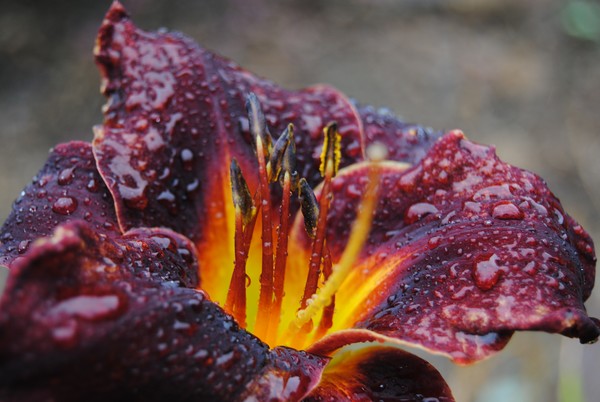 Iris after the rain