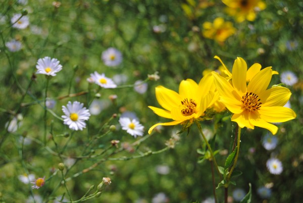 Wild flowers in Oklahoma