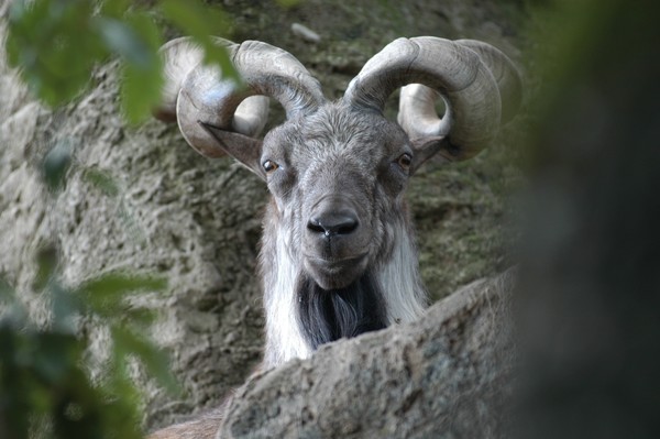 Mountain's goat