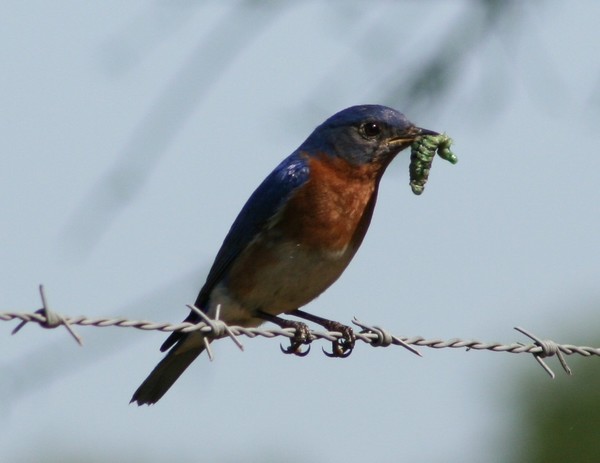 Blue Bird