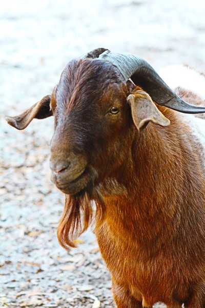 Handsome Billy..