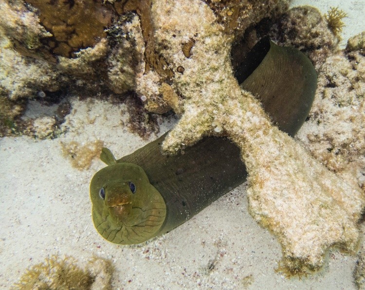 Jetsam Again