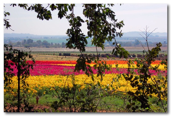 Floral farm at Hartebees poort Dam