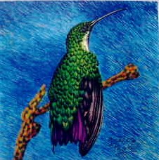 Swallow tailed hummingbird