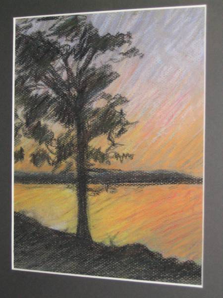 silouette of trees