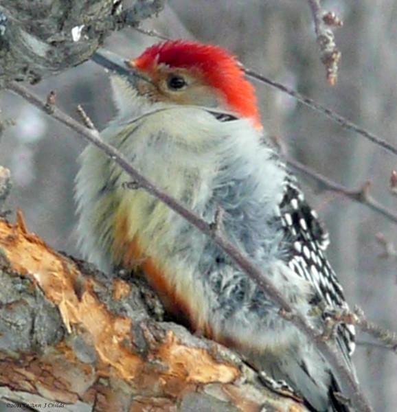 red bellied woodpecker in the wind