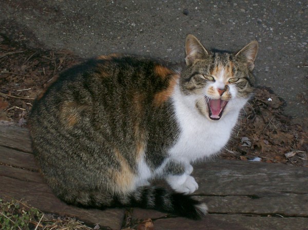 Scary Kitty