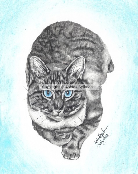 Judy's Kitty
