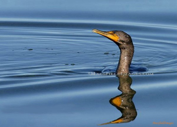 Cormorant