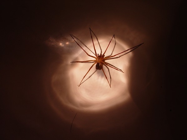 Brown Recluse