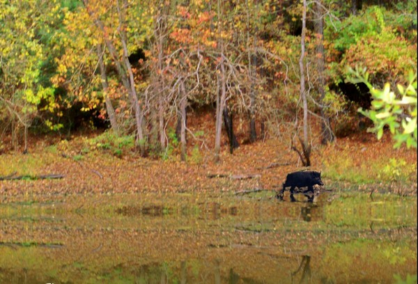 1westfork poverty branch
