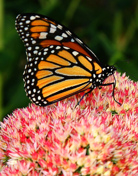 Monarch.  ne1028