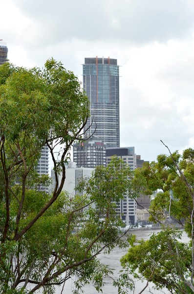 Brisbane city framed by trees