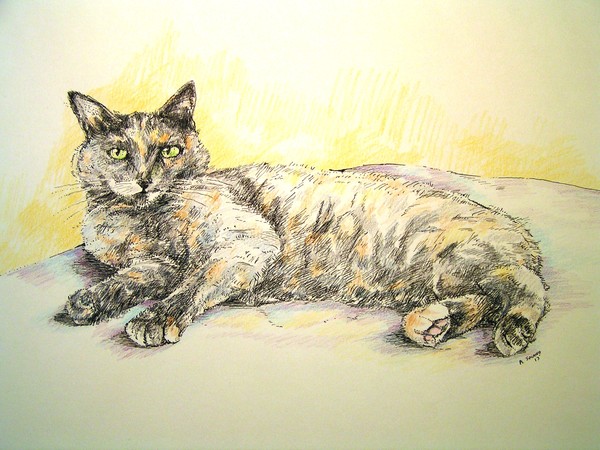 sugar the tailess cat