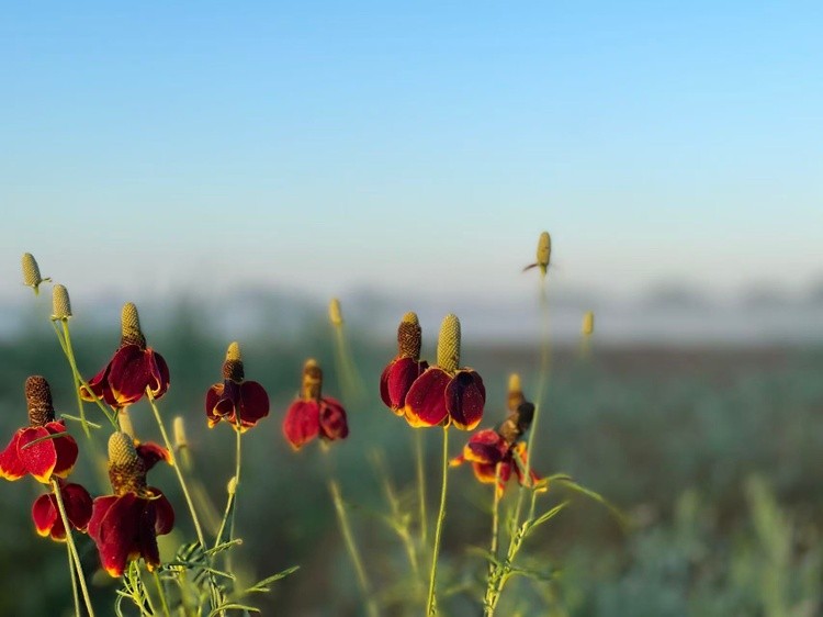 Mexican Hat