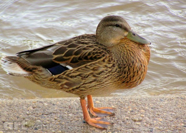 River Walk Duck