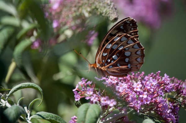 Posing Butterfly