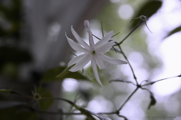 Star Jasmine