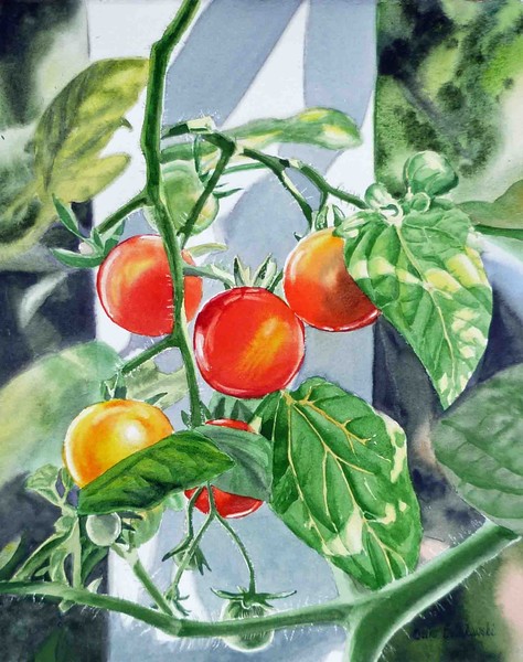 Cherry Tomatoes