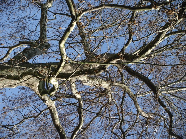 Branched out