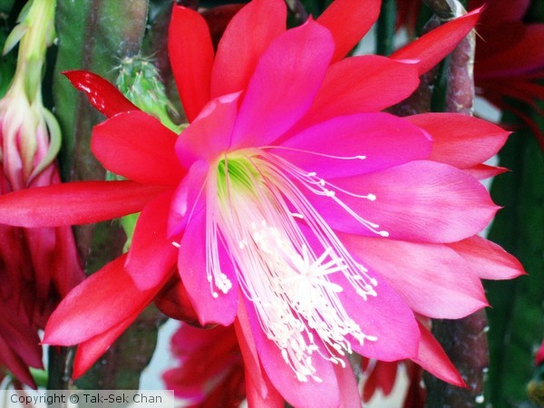 Orchid Cactus (Epiphyllum), Wayland, MA, USA
