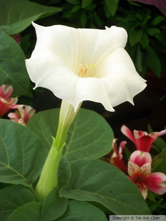 Datura metel, Russell‘s, Wayland, MA, USA, 06-27-2013